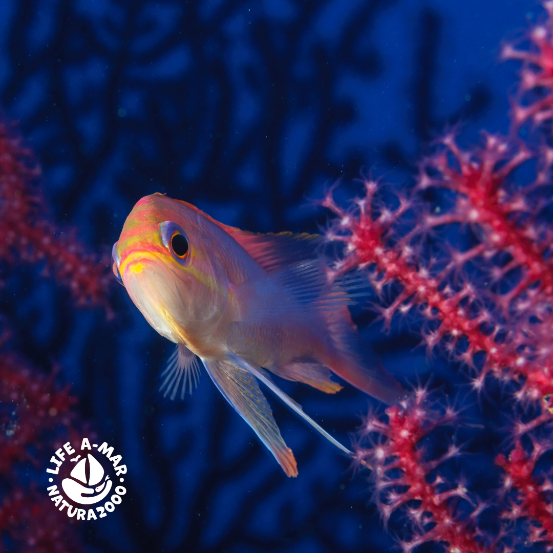 Viene aperto il concorso fotografico di LIFE A-MAR NATURA2000, edizione 2023