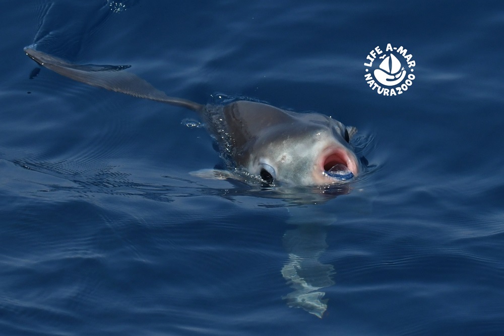 Al via la 2° edizione del photo contest “Vita sopra e sotto il mare” LIFE A-MAR NATURA2000